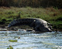 australia - the mary river 3.jpg